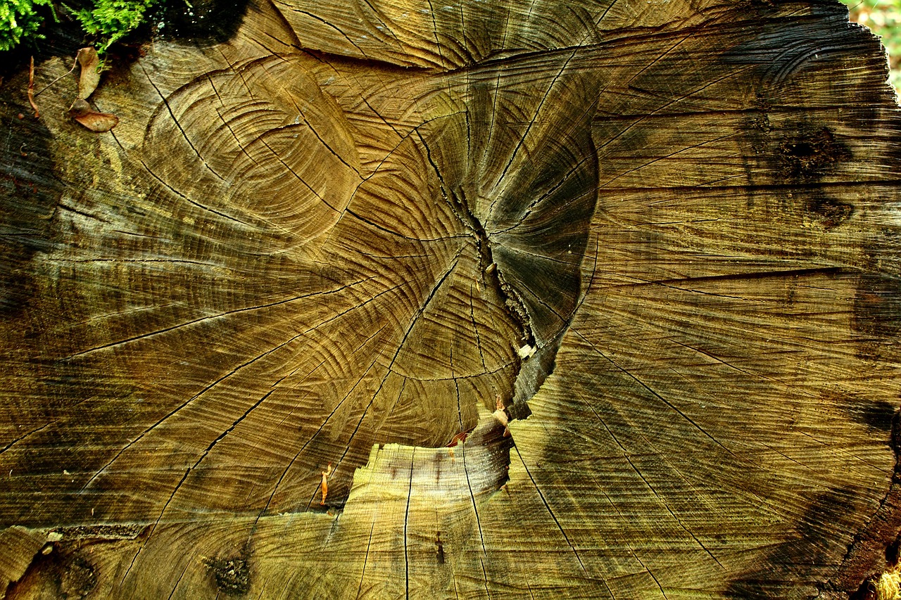 découvrez les causes, conséquences et solutions de la déforestation, un enjeu majeur pour la biodiversité et le climat mondial.