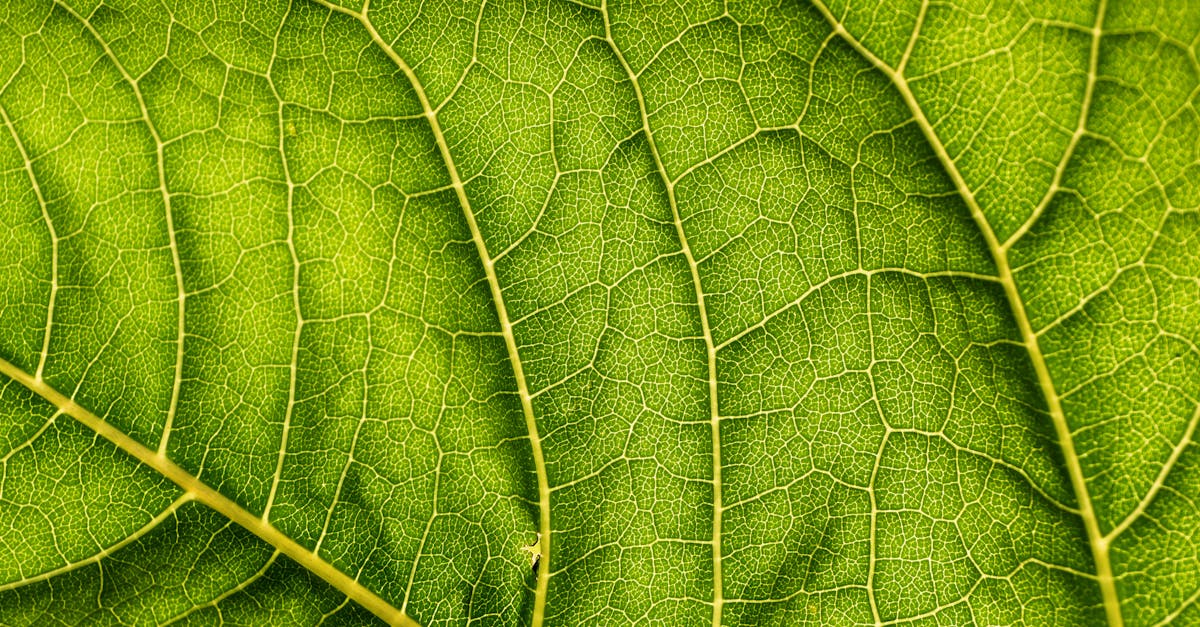 découvrez les principes fondamentaux de l'écologie, l'étude des interactions entre les organismes et leur environnement. explorez les enjeux environnementaux actuels, les solutions durables et comment chacun peut contribuer à la protection de notre planète.