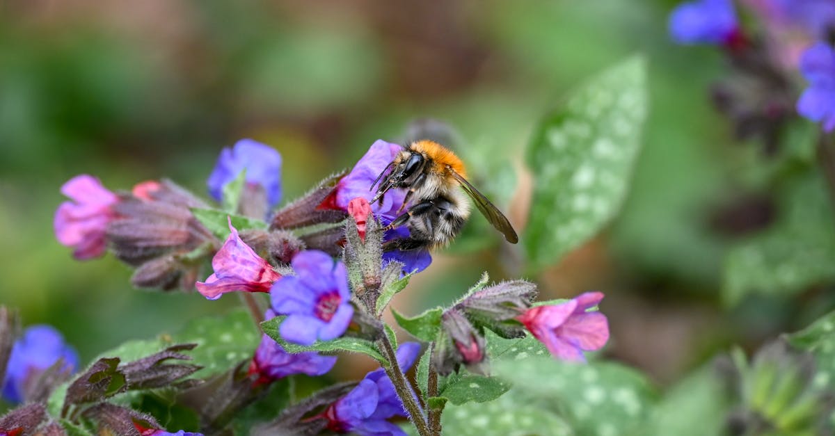 découvrez l'importance de la biodiversité, ses multiples facettes et son impact sur notre planète. explorez comment protéger les écosystèmes et promouvoir la durabilité pour préserver la richesse de la vie sur terre.