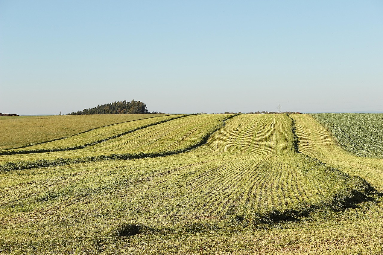 découvrez tout sur les pâturages : types, gestion, et importance pour l'agriculture durable et l'élevage.