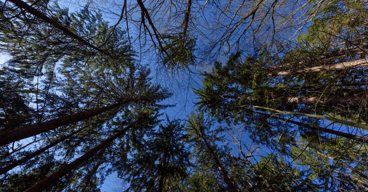 découvrez l'importance des forêts durables et leur rôle crucial dans la préservation de l'environnement. apprenez comment une gestion responsable peut préserver la biodiversité et lutter contre le changement climatique tout en soutenant les communautés locales.