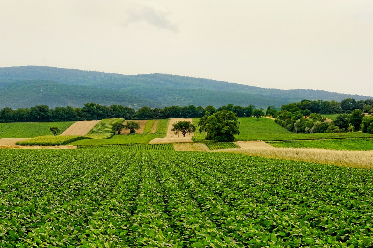 découvrez tout sur l'agriculture : techniques modernes, durabilité, cultures, et innovations. explorez les enjeux et les solutions pour un avenir agricole responsable et prospère.