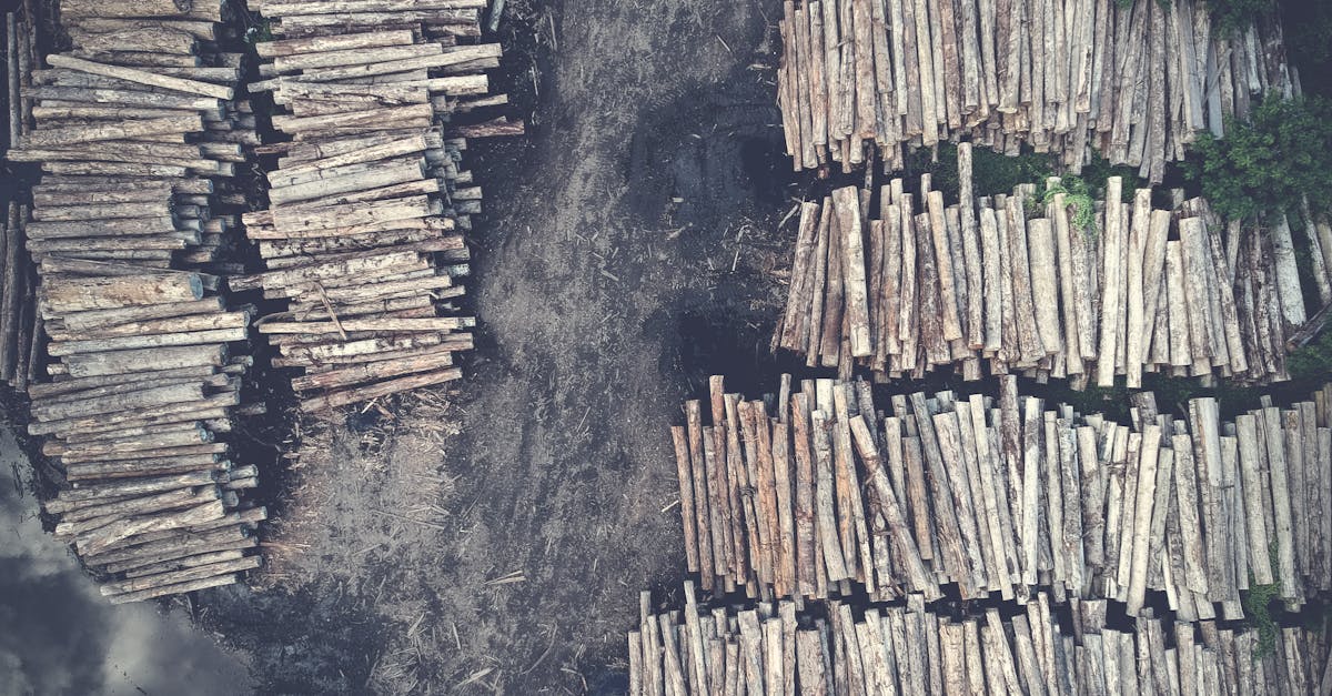 découvrez tout sur la biomasse, une source d'énergie renouvelable essentielle pour un avenir durable. apprenez comment la biomasse contribue à la réduction des émissions de carbone et explorez ses applications dans la production d'électricité, le chauffage et les biocarburants.
