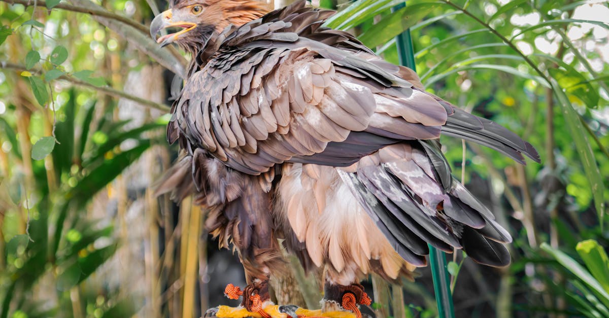 découvrez l'importance de la conservation pour la préservation de notre planète. explorez des méthodes durables, des initiatives écologiques et des actions individuelles pour protéger notre environnement et les espèces menacées.
