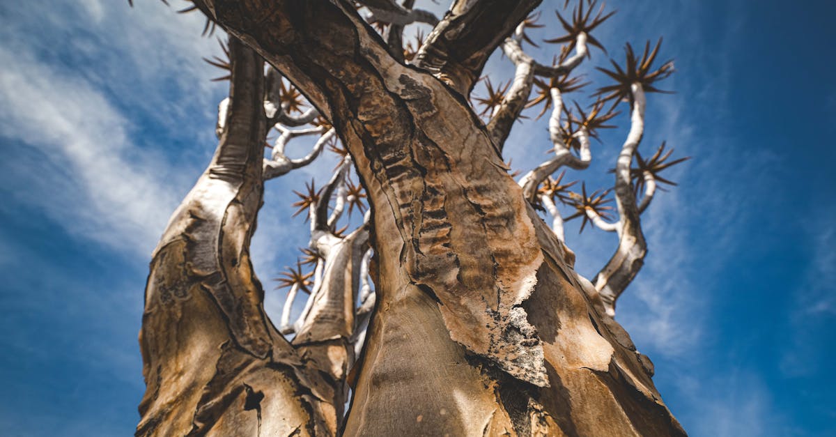 découvrez comment l'adaptation au climat peut transformer notre façon de répondre aux défis environnementaux. explorez des stratégies innovantes et solutives pour atténuer les impacts du changement climatique sur nos écosystèmes et nos sociétés.