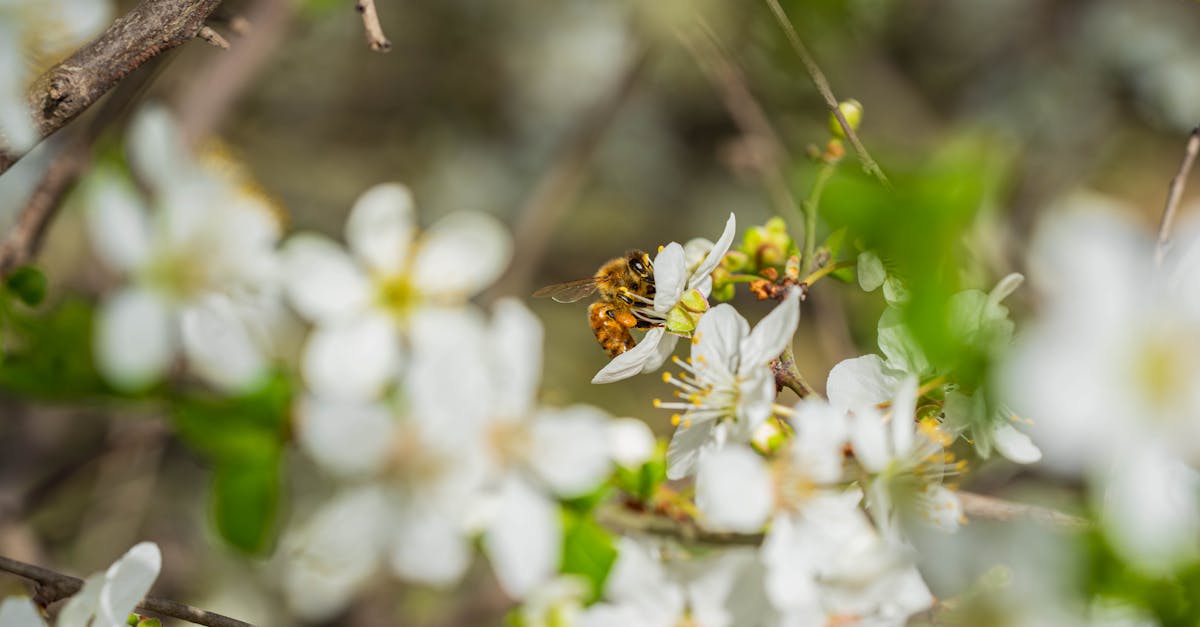 découvrez l'importance de la biodiversité pour notre planète, ses menaces actuelles et les actions à entreprendre pour préserver la richesse des écosystèmes et garantir un avenir durable pour les générations futures.