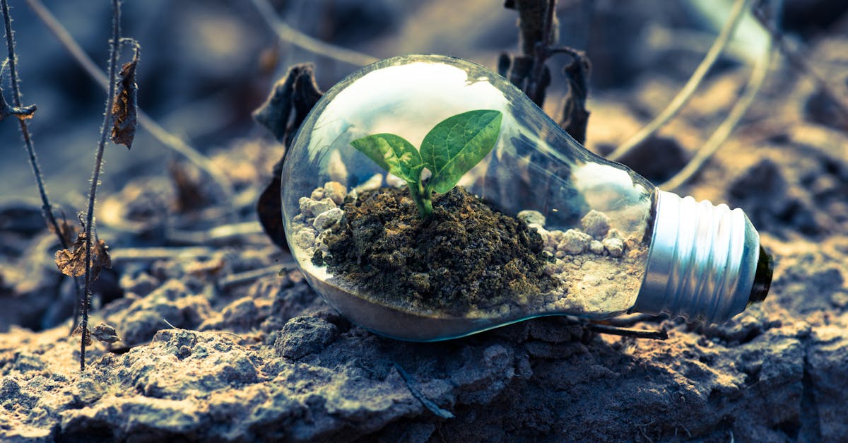 découvrez les enjeux de la durabilité et comment adopter un mode de vie respectueux de l'environnement. explorez des solutions innovantes pour un avenir plus vert et engagé.