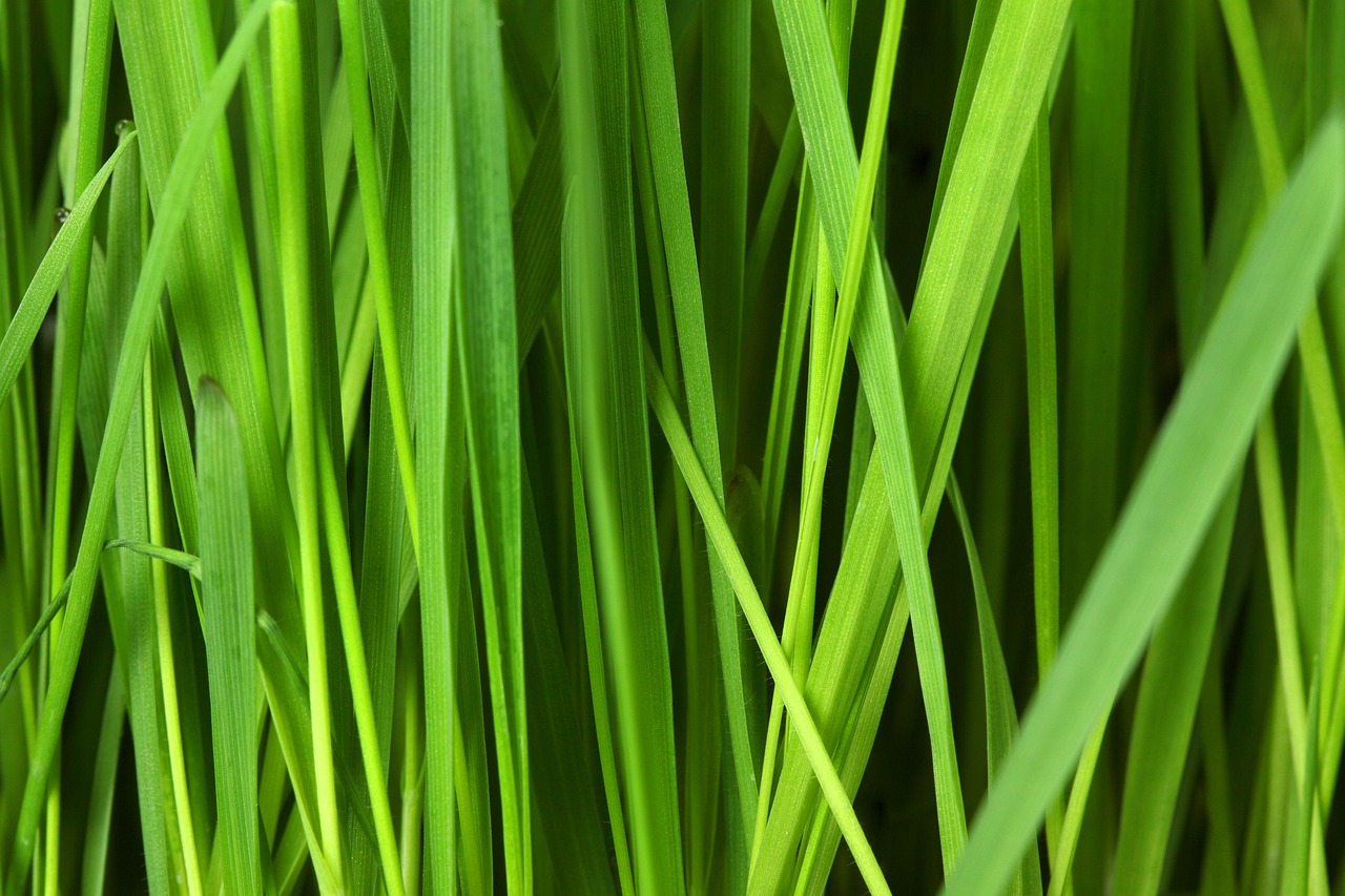 adoptez des habitudes éco-responsables pour protéger l'environnement et vivre de manière durable au quotidien.
