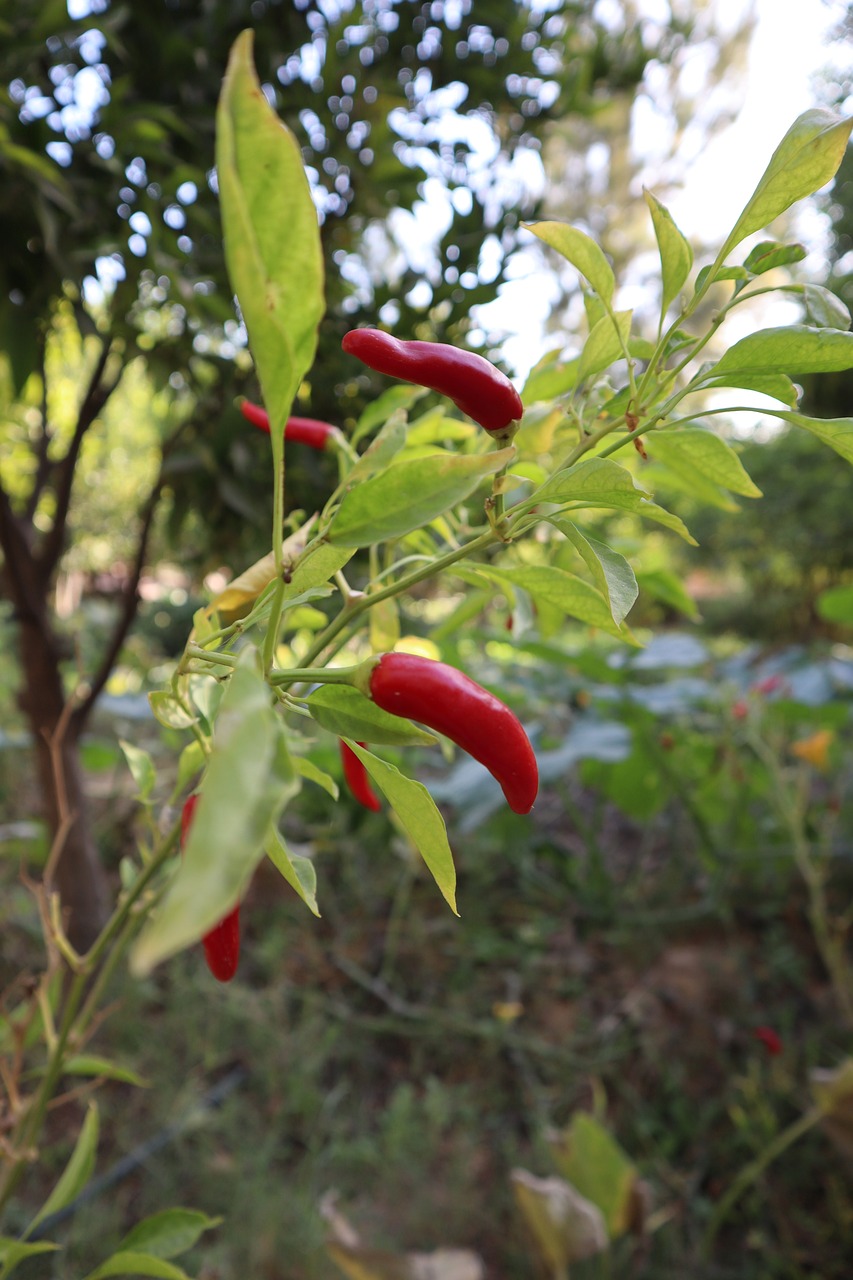 découvrez comment adopter une alimentation durable pour préserver la planète, favoriser la biodiversité et soutenir les producteurs locaux tout en mangeant sainement.