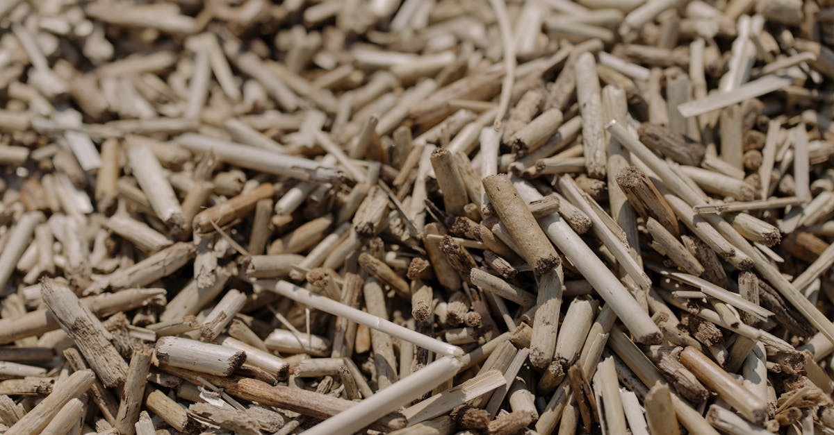 découvrez la biomasse, une source d'énergie renouvelable et durable. apprenez comment cette matière organique est transformée en énergie, ses avantages environnementaux et son rôle dans la transition énergétique.