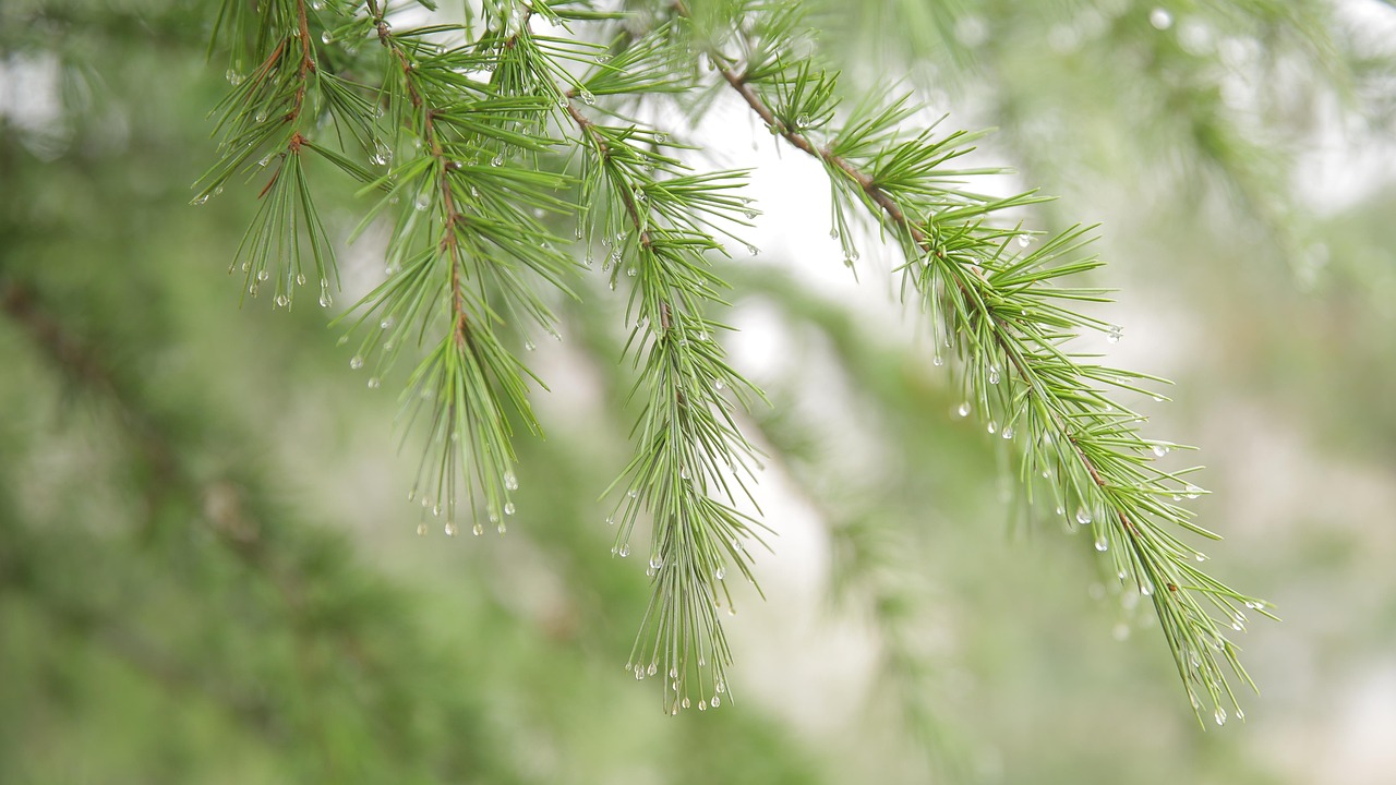 découvrez les techniques et avantages de la collecte des eaux de pluie pour économiser l'eau, réduire les factures et contribuer à la préservation de l'environnement.