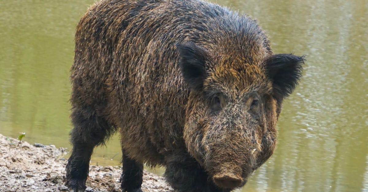 découvrez l'importance de la conservation pour protéger notre planète et ses ressources. apprenez des méthodes durables, des projets inspirants et comment chacun peut contribuer à un avenir plus vert.