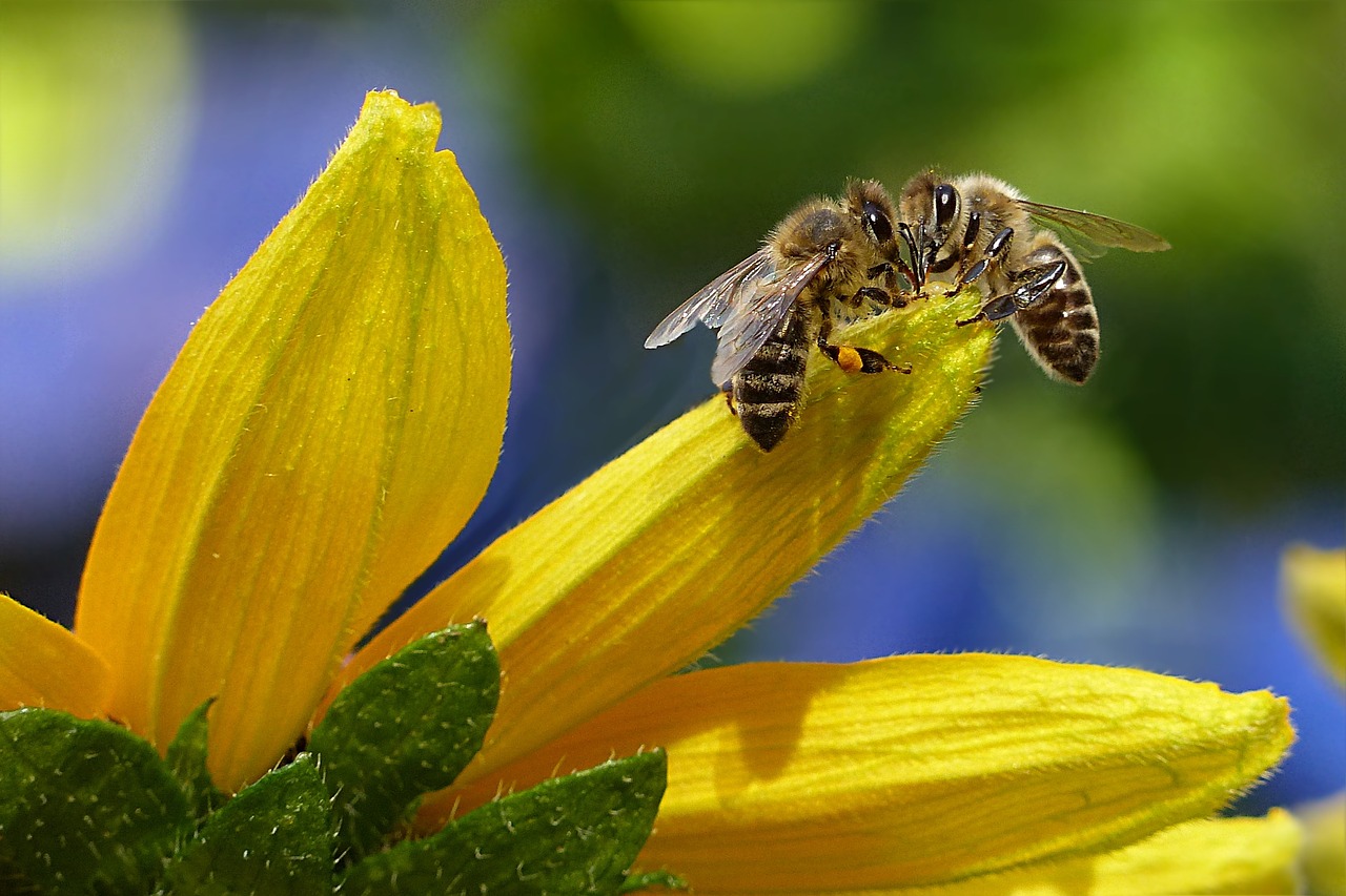 découvrez le bee wrap, une alternative écologique au film plastique pour conserver vos aliments naturellement et de manière durable.