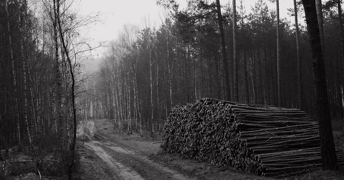 découvrez l'importance des ressources naturelles, leur rôle dans l'économie mondiale et les enjeux de leur préservation. apprenez comment optimiser leur utilisation tout en respectant l'environnement.