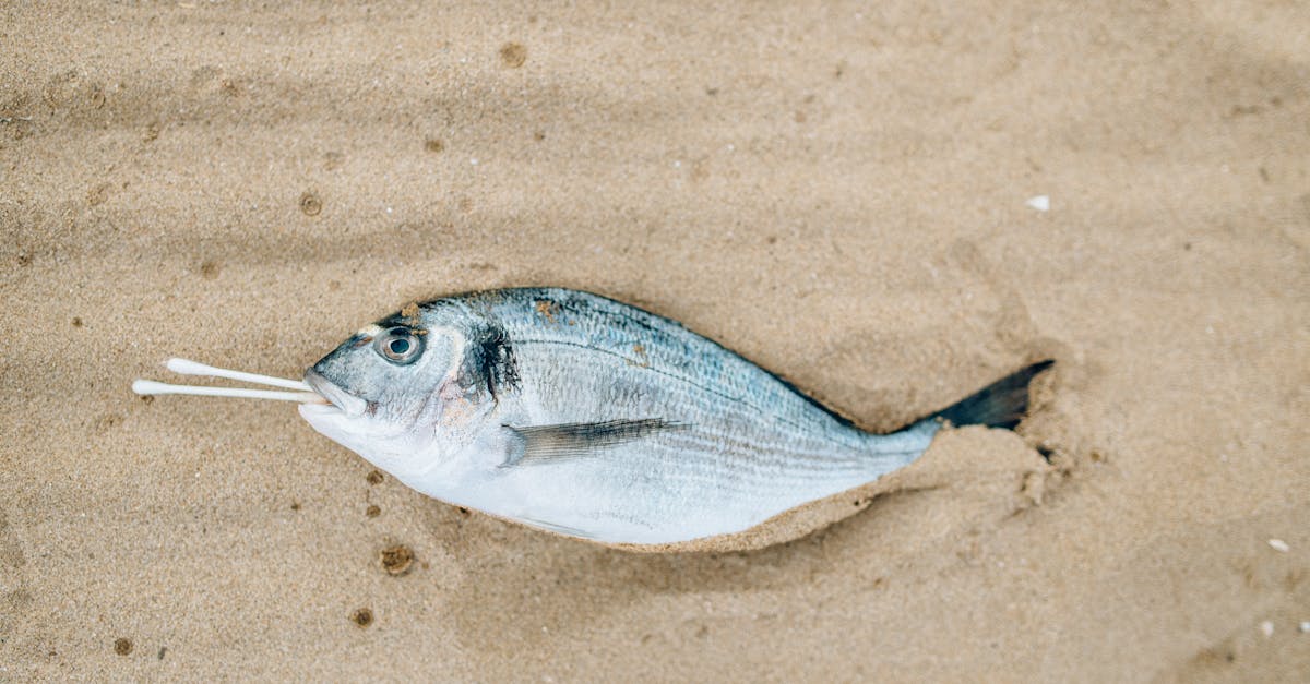 découvrez l'empreinte écologique, un indicateur clé de l'impact environnemental des activités humaines. apprenez comment réduire votre empreinte et contribuer à un avenir durable.