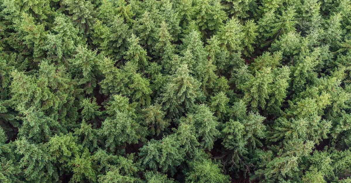 découvrez les ressources naturelles, essentielles à notre environnement et notre économie. apprenez comment elles sont exploitées, préservées et leur impact sur notre quotidien.
