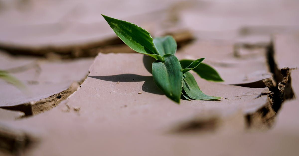 relevez le défi climatique : découvrez des solutions innovantes et des actions concrètes pour lutter contre le changement climatique et préserver notre planète pour les générations futures.