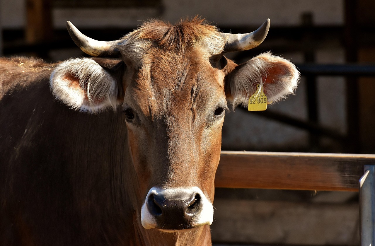 Pas-de-Calais : Alexis Bur troque le maïs pour une pâture herbeuse au profit de ses vaches