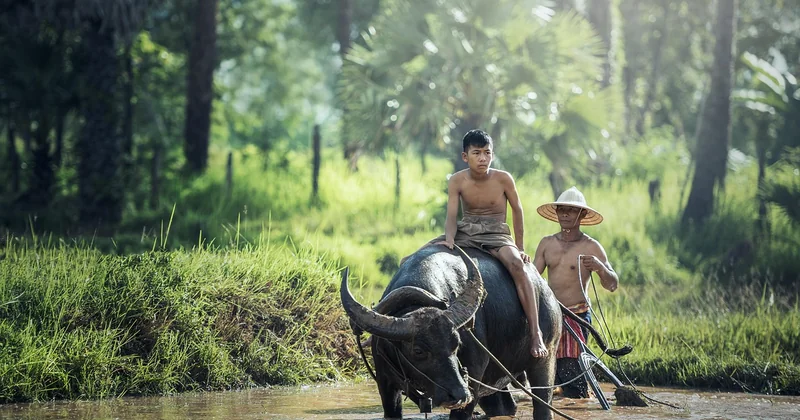 Quels sont les 4 types de pratiques agricoles ?