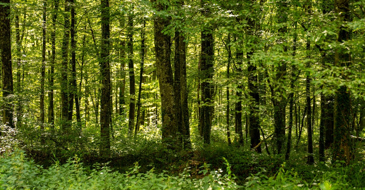 Réserves naturelles : un trésor de biodiversité à préserver