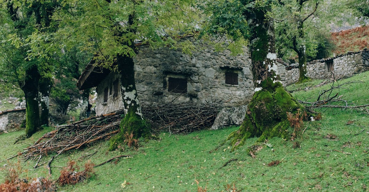 Forêts durables : enjeux et solutions pour une gestion responsable