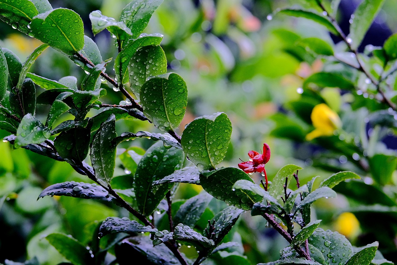 Récupération d’eau de pluie : méthodes efficaces pour économiser l’eau à la maison
