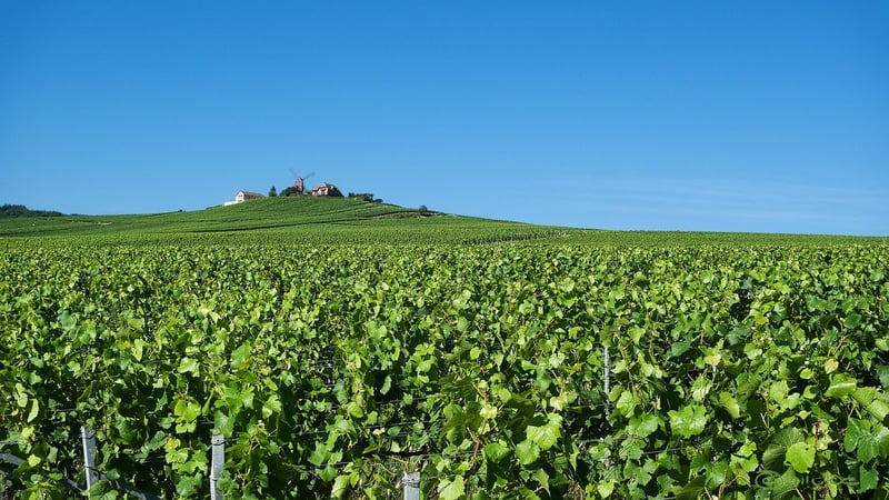 Impact changement climatique sur vignobles français : ce qui change vraiment