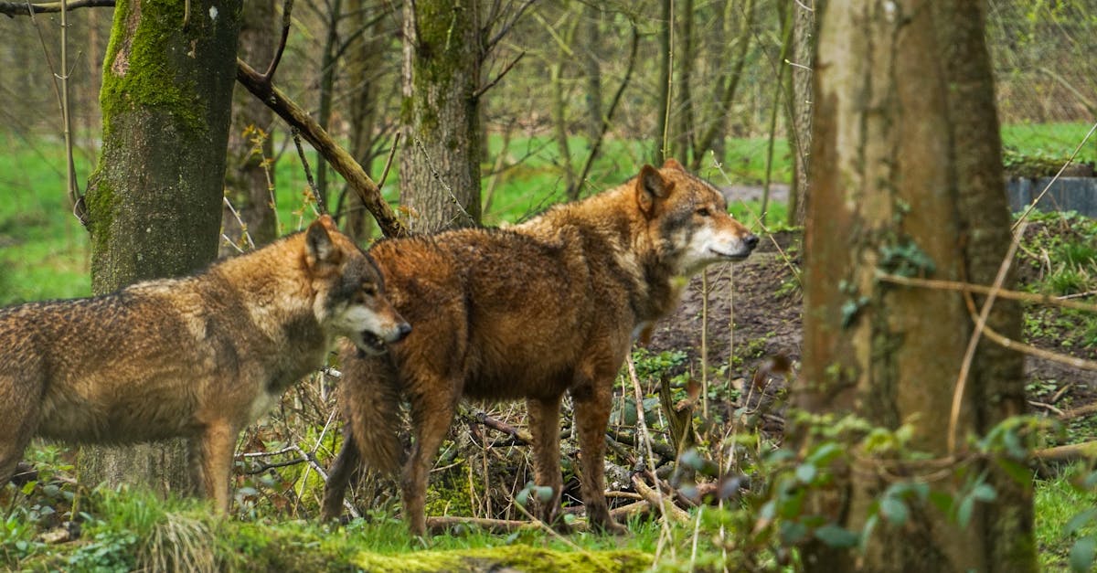 Efforts de conservation : des initiatives pour protéger la biodiversité