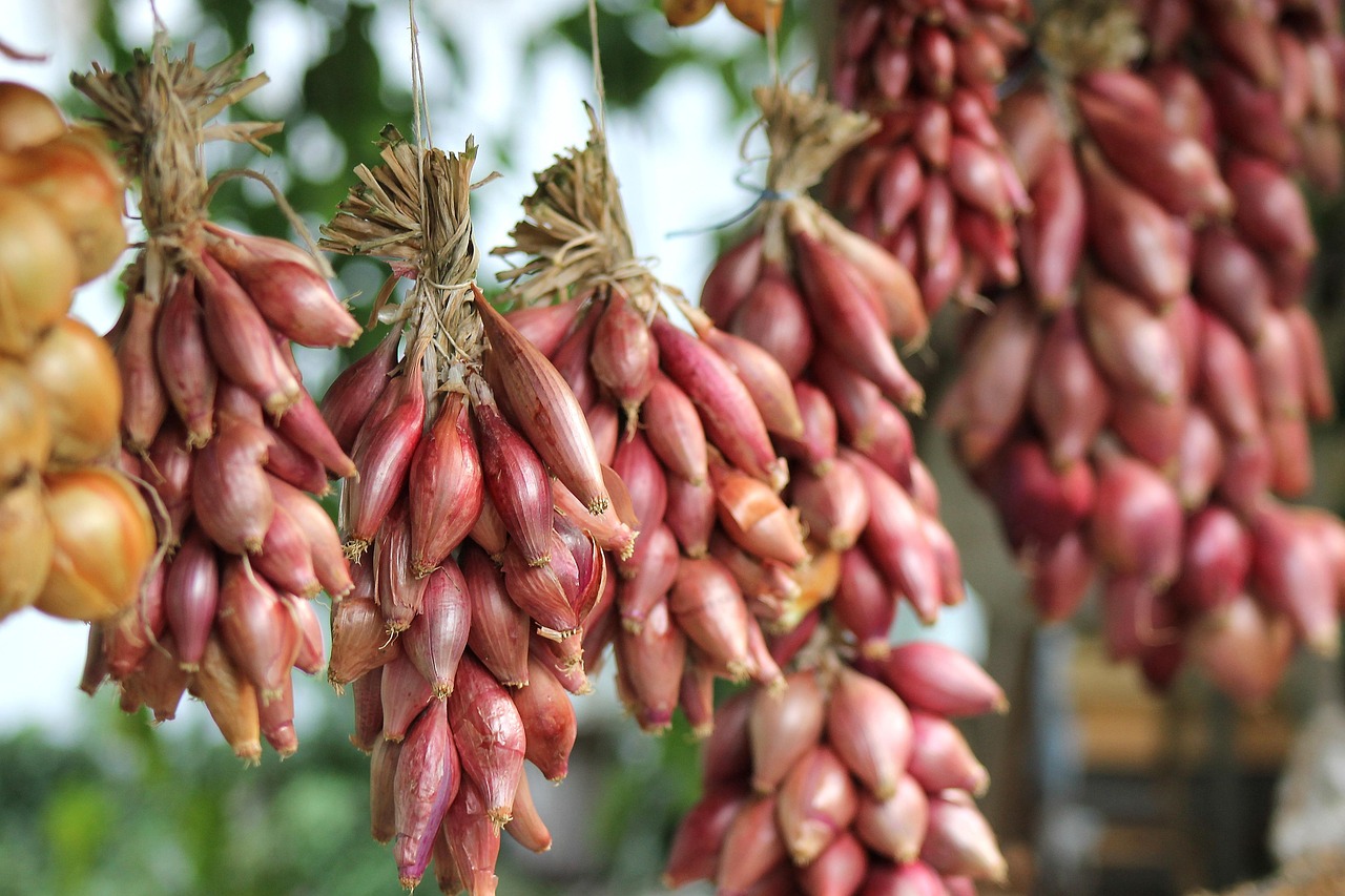 Jardinage bio balcon : conseils et astuces pour cultiver sainement en milieu urbain