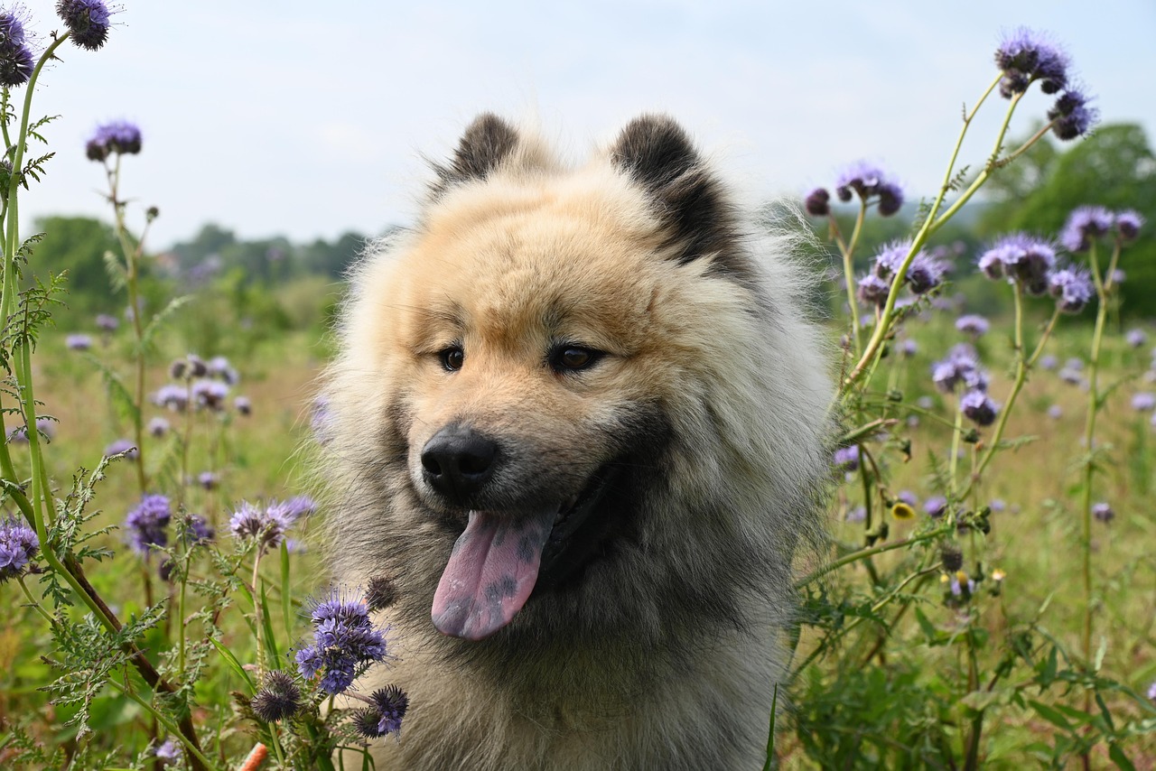 les chiens, bien-aimés de l’homme, peuvent nuire à la biodiversité