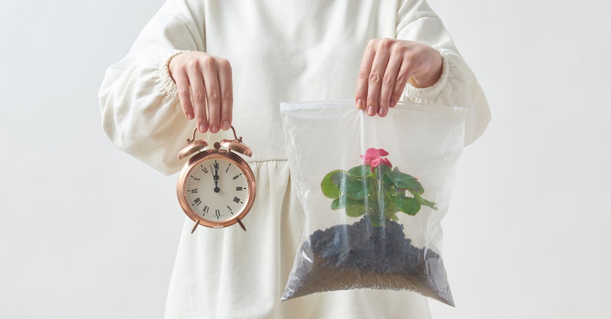 Marché écologique : comprendre les enjeux et opportunités de la transition durable