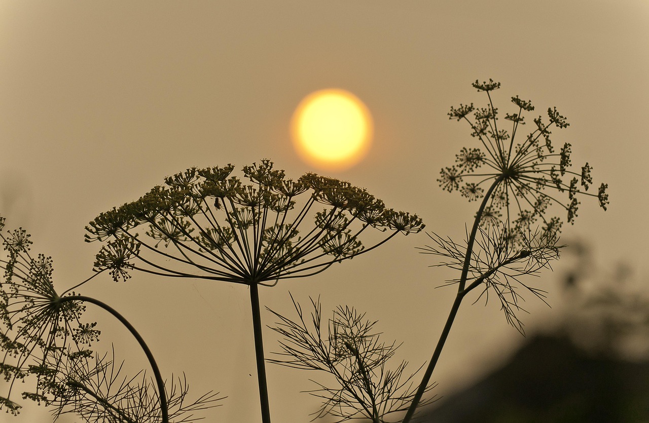 En 2022, les feux de forêt ont contribué à 15 % des émissions humaines de gaz à effet de serre.