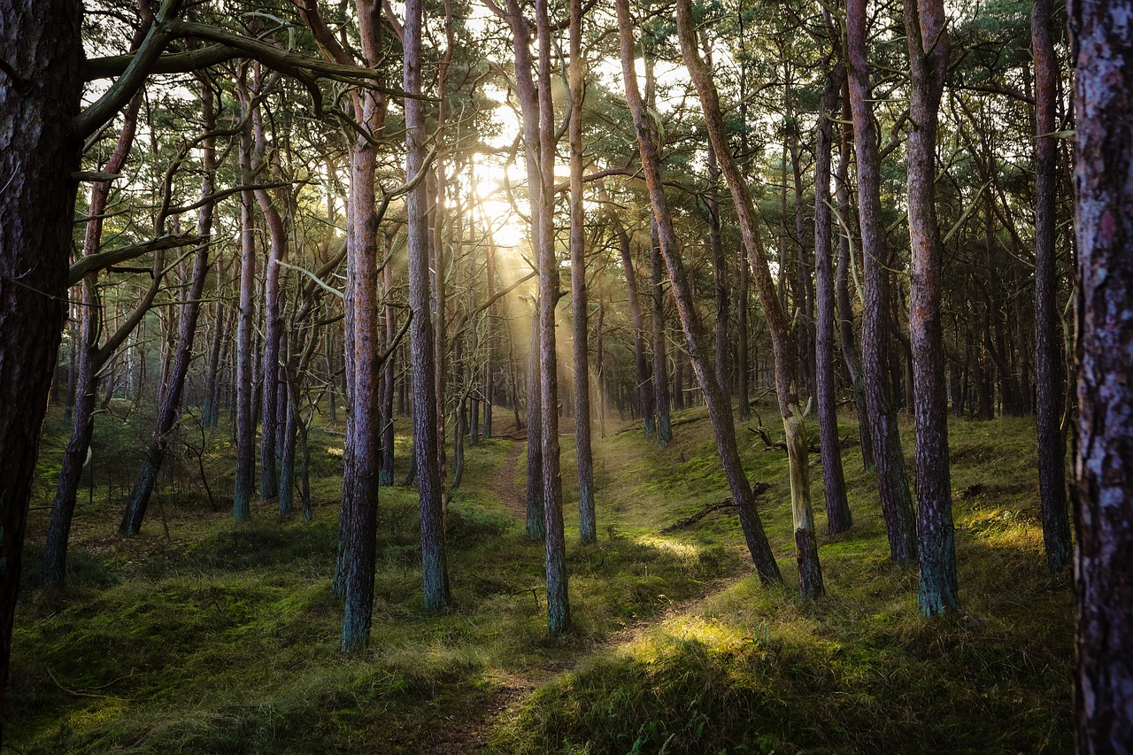 L’interaction entre les forêts, le cycle global du carbone et l’impact du changement climatique