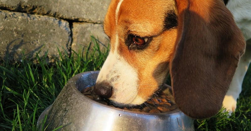 Réduire le gaspillage alimentaire grâce à son chien : 7 astuces simples
