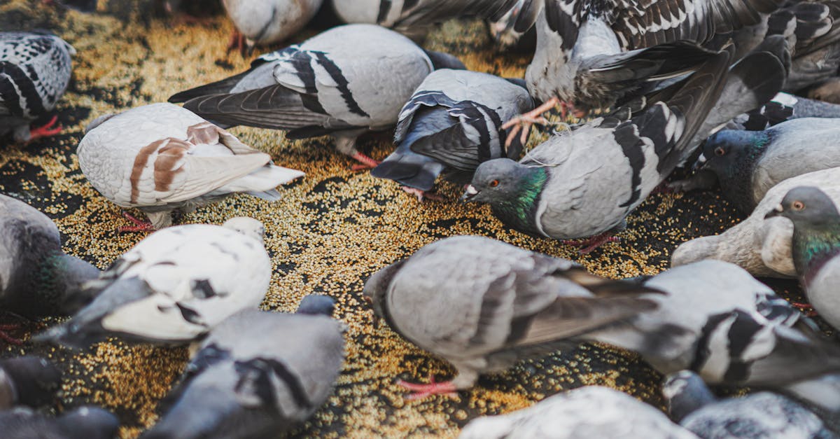 Biodiversité : comprendre son importance pour la planète et notre avenir