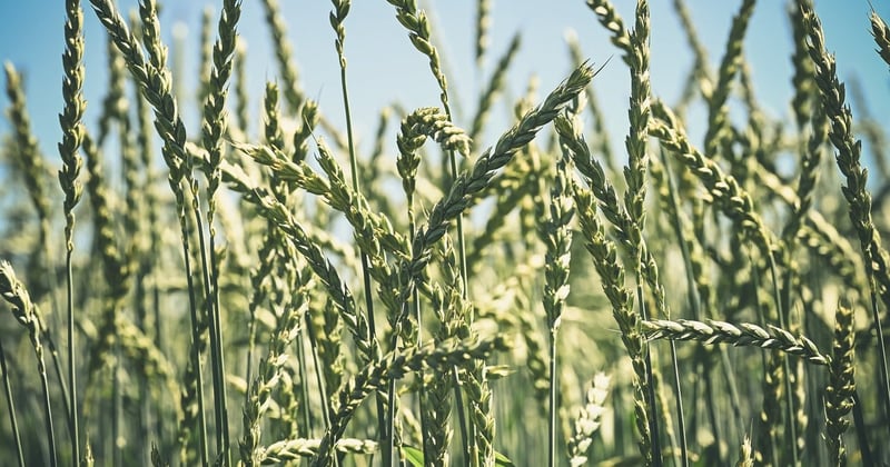 Comment adapter l'agriculture périurbaine à la sécheresse estivale