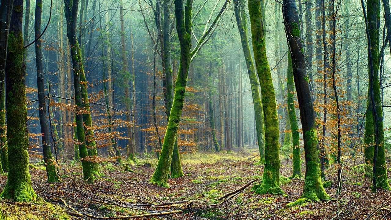 « Climat », « vert », « nature » : pourquoi ces mots semblent avoir disparu et comment la BPI continue de les promouvoir