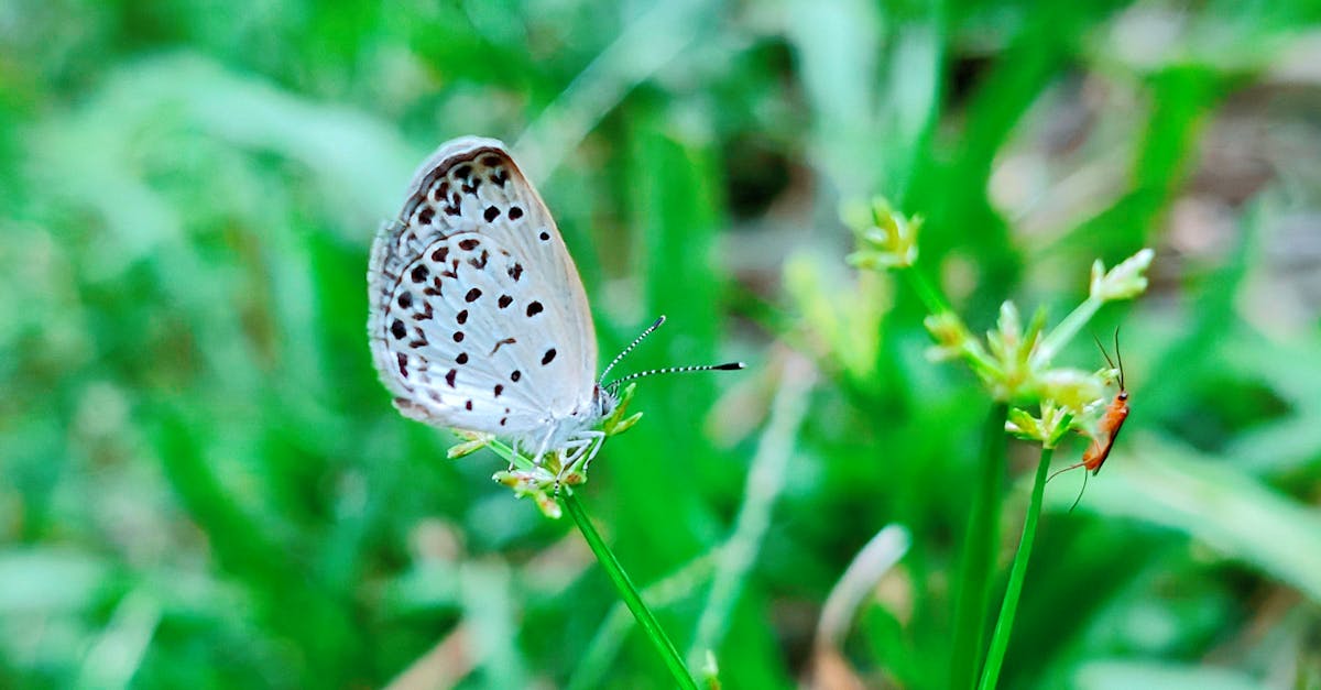 Protection de la biodiversité : stratégies efficaces pour préserver notre environnement