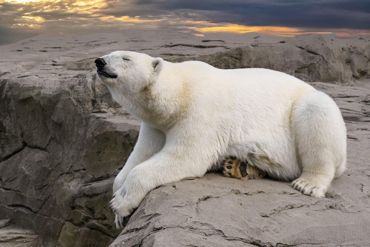 Climat et biodiversité : l’urgence d’agir ensemble pour la planète