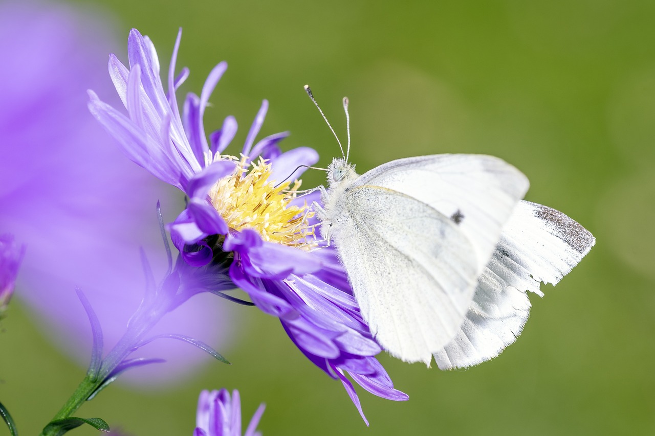 découvrez l'impact environnemental des activités humaines et les enjeux cruciaux pour la planète. informez-vous sur les efforts de durabilité et les solutions pour minimiser les effets négatifs sur notre écosystème.