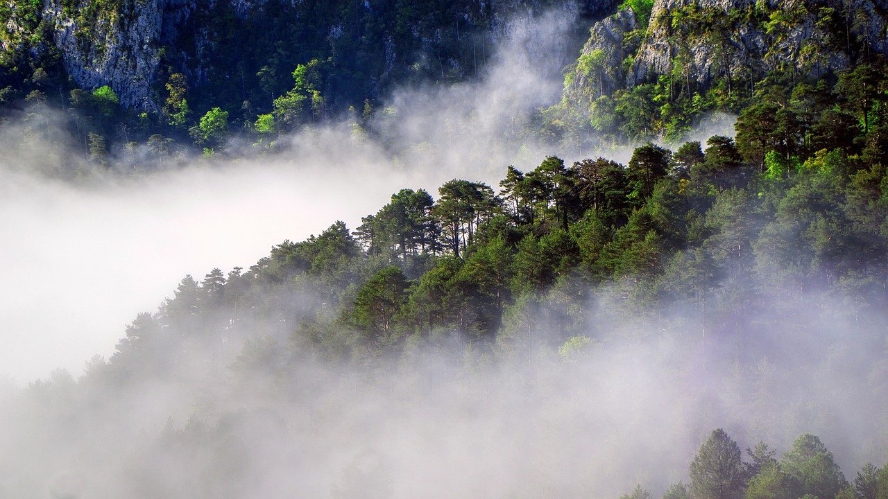 découvrez l'univers de la foresterie, une discipline essentielle pour la gestion durable des forêts. explorez les techniques d'exploitation, de conservation et de reboisement qui préservent notre environnement tout en soutenant l'économie locale.