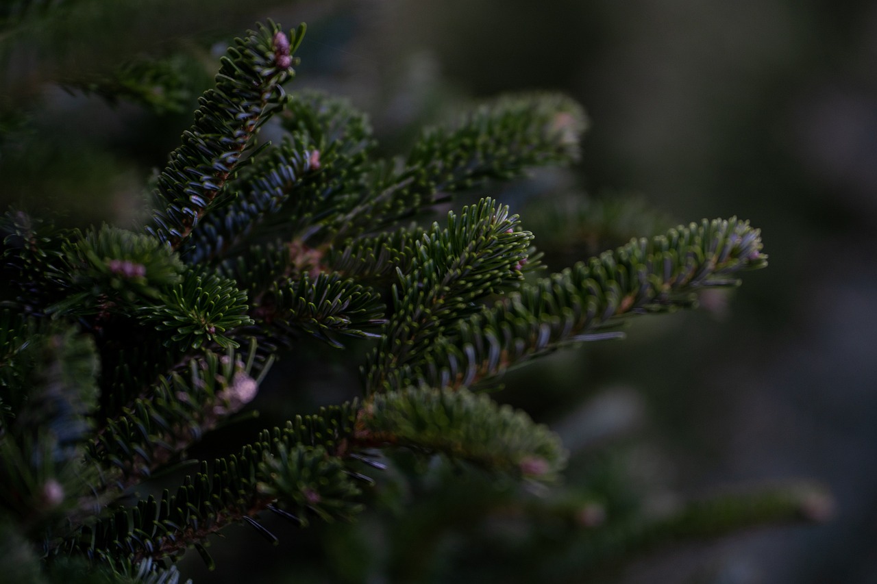 découvrez notre comparatif des sapins de noël : styles, tailles et prix pour vous aider à choisir l'arbre parfait pour vos fêtes. profitez d'astuces et de conseils pour une décoration réussie et festive !