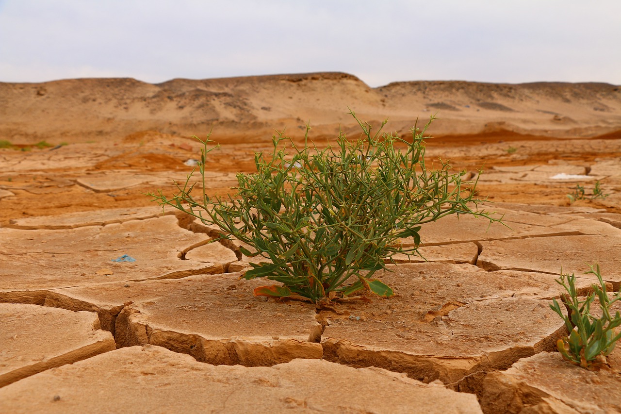 découvrez l'importance de la sensibilisation au changement climatique et comment elle influence nos actions pour protéger notre planète. apprenez les enjeux majeurs, les initiatives locales et les gestes quotidiens pour lutter contre cette crise mondiale et promouvoir un avenir durable.