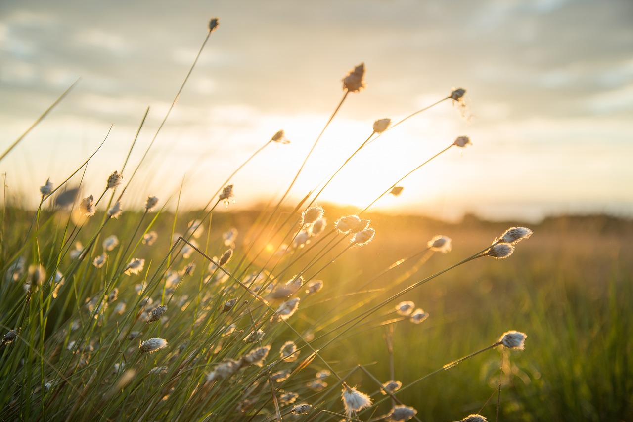 découvrez les dernières éco-innovations qui transforment notre façon de vivre et de consommer. explorez des solutions durables visant à réduire notre empreinte carbone et à préserver notre planète, tout en favorisant l'économie circulaire et l'efficacité énergétique.