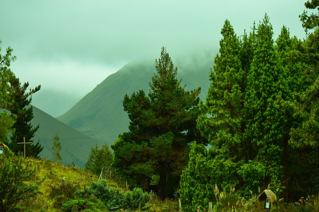 découvrez l'univers de la foresterie, une pratique essentielle pour la gestion durable des forêts. explorez les techniques de sylviculture, la biodiversité forestière et l'importance de la conservation des écosystèmes. informations, conseils et actualités sur les enjeux environnementaux liés aux forêts.