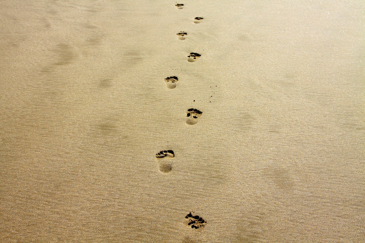 découvrez tout ce que vous devez savoir sur l'empreinte carbone : définition, impact sur l'environnement, et conseils pratiques pour la réduire. engagez-vous dès maintenant pour un avenir durable en prenant conscience de votre empreinte écologique.