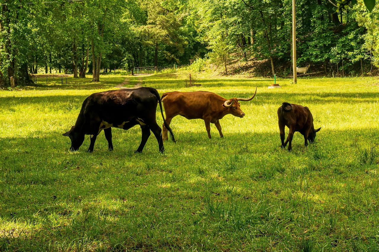 découvrez l'empreinte carbone, un indicateur clé de l'impact environnemental de nos activités. apprenez comment réduire votre bilan carbone pour un avenir plus durable et respectueux de la planète.