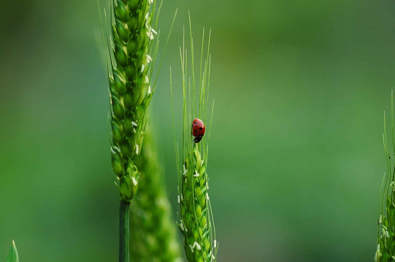 découvrez l'importance de la biodiversité pour l'équilibre des écosystèmes et le bien-être humain. apprenez comment préserver la diversité des espèces et les habitats naturels pour un avenir durable.