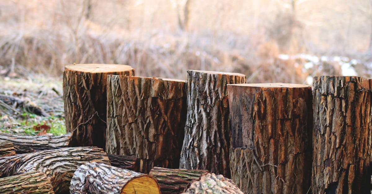 découvrez comment réduire votre empreinte carbone et contribuer à un avenir durable. explorez des conseils pratiques, des solutions écologiques et des informations sur l'impact environnemental de nos choix quotidiens.