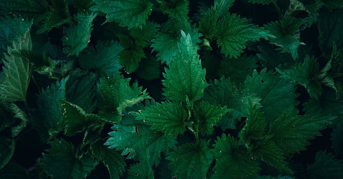 découvrez comment la santé climatique influence notre bien-être et celui de notre planète. explorez les liens entre les changements climatiques, la biodiversité et la santé humaine, et engagez-vous dans des solutions durables pour un avenir meilleur.